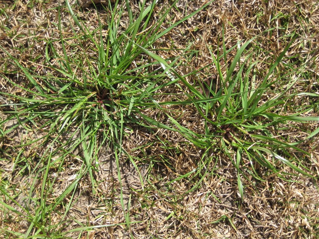 Centipede preemergent Lawn Care Forum